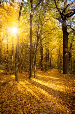 Güneş ışığı ve güneş ışınları - güzel ağaçlar ile altın sonbahar