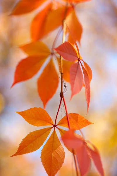 Achtergrond, verticale achtergrond bladeren verbazingwekkend kleurrijke herfst — Stockfoto