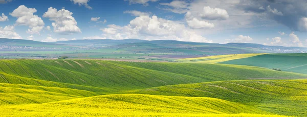 Panoramiczne tle piękna żółto zielony kwiatowy rzepak fie — Zdjęcie stockowe