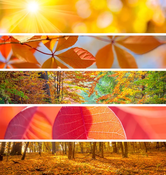 Set of Different Autumn Banners - colorful backgrounds, beautifu — Stock Photo, Image