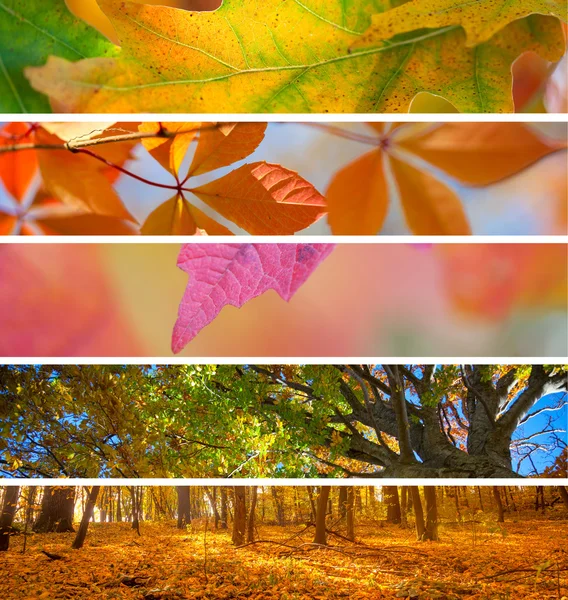 Collection of Autumn Banners -  fall season abstract  background — Stock Photo, Image