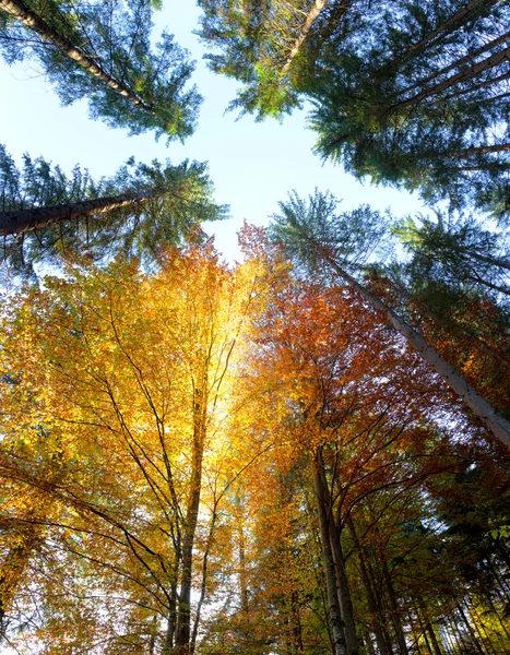 Folhas de outono e árvores com raios de sol - belo backg sesonal — Fotografia de Stock