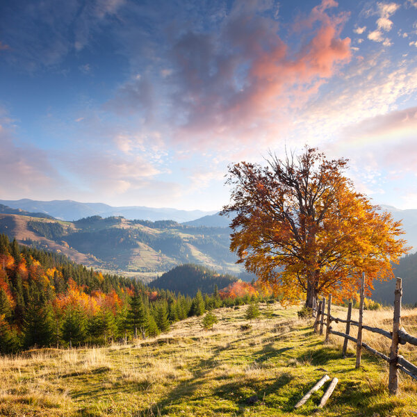Осенний пейзаж с большим желтым деревом и горной панорамой
 