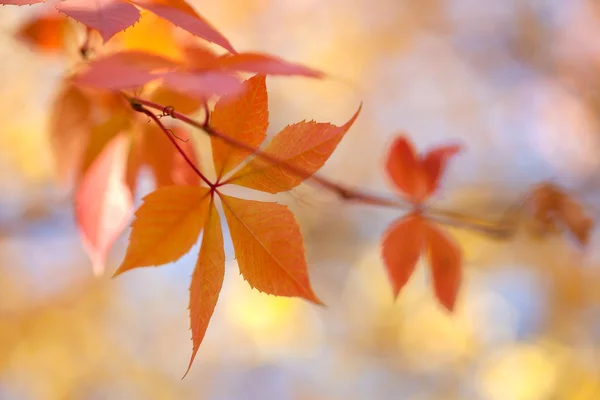 Otoño colorido deja fondo con luces bokeh - otoño —  Fotos de Stock