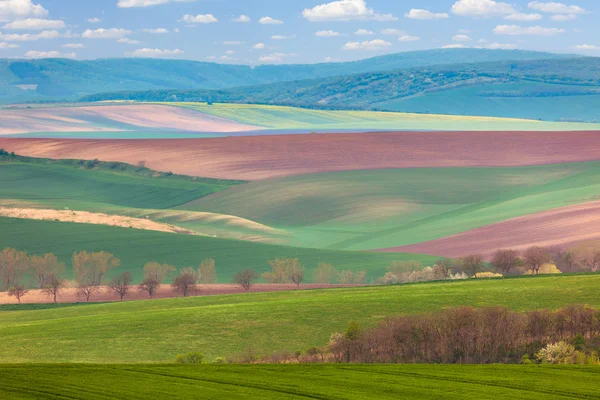 Voorjaar landschap van velden in platteland — Stockfoto