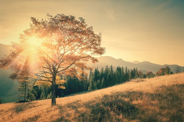 Árbol de otoño y rayo de sol día cálido en color vintage —  Fotos de Stock