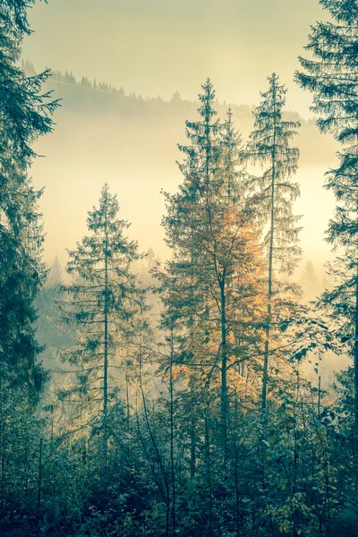 Forêt sauvage en automne millésime tonique — Photo