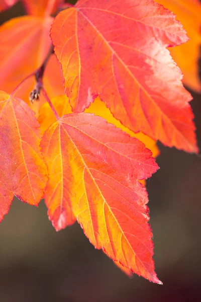 Incrível colorido Outono deixa fundo, foco suave — Fotografia de Stock