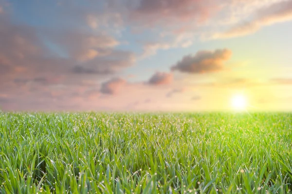 Verse gras met druppels dauw kleurrijke lucht en zon met uitzicht op een — Stockfoto