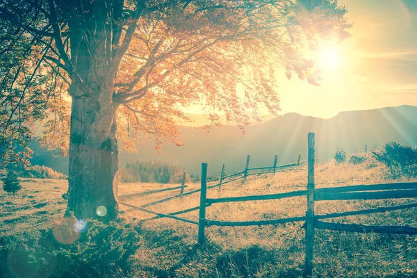 Árbol de otoño vintage al atardecer con rayos de sol, paisaje de montañas — Foto de Stock