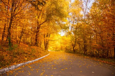 Altın Şehir Parkı - sarı ağaçlar ve sokak sonbaharda