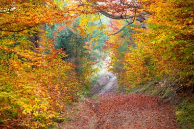 Sessiz sonbahar orman - renkli canlı yapraklar ve ağaçlar, sonbahar b