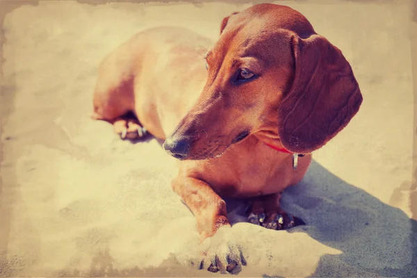 Broun Dachshund estilo vintage filtragem — Fotografia de Stock