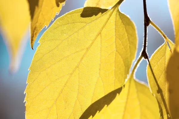 Herfstbladeren tegen blauwe hemel - vallen seizoen achtergrond — Stockfoto