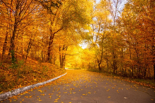 Otoño de oro en el parque de la ciudad - Árboles amarillos y callejón — Foto de Stock