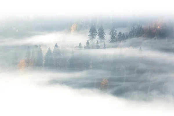 Stagione autunnale, foresta selvaggia nell'alba nebbia e nuvole — Foto Stock