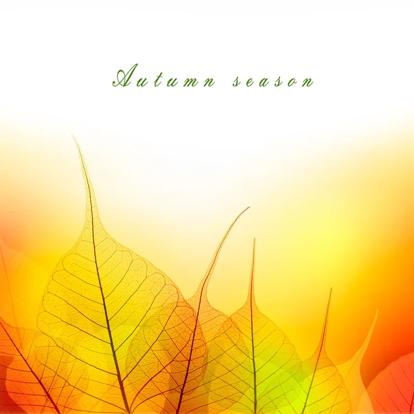 Blätter Rand der Herbstfarbensaison auf weißem Hintergrund — Stockfoto