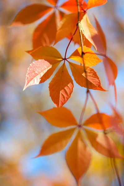 Hermosas hojas de otoño sobre fondo desenfocado — Foto de Stock