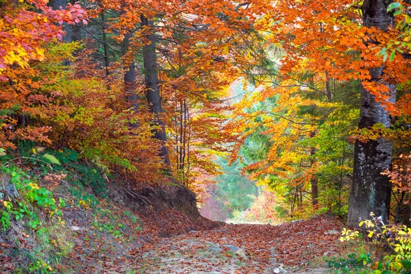 Queda de outono vibrante bonita Deixa cores na paisagem da floresta — Fotografia de Stock