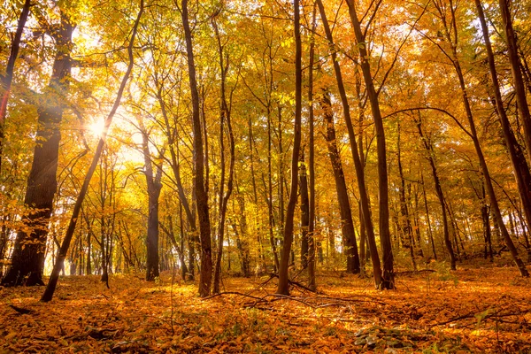 Ochtend in de Gouden herfst park met zonlicht en zonnestralen - worden — Stockfoto