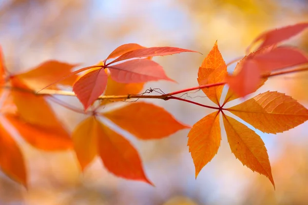 Φθινοπωρινά φύλλα φόντο, φόντο οριζόντια — Φωτογραφία Αρχείου