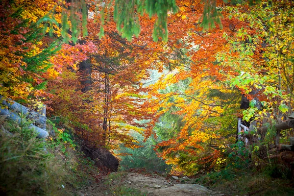 Outono Outono Outono Outono incrível deixa cores na paisagem florestal e — Fotografia de Stock