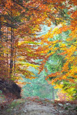 Renkli sonbahar sonbahar yaprakları orman manzara ve patika