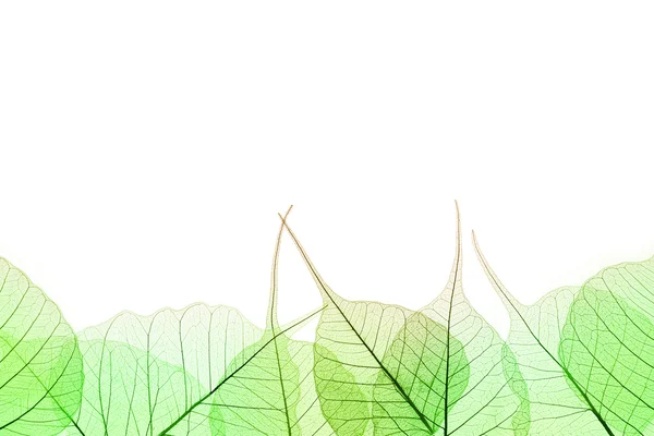 Rand aus grünen Blättern auf weißem Grund — Stockfoto