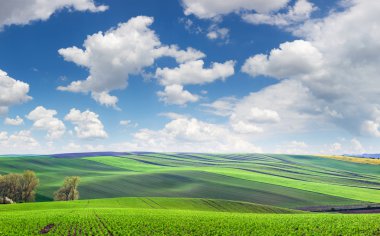 Wonderful panoramic view of fields in beautiful colorful and str clipart
