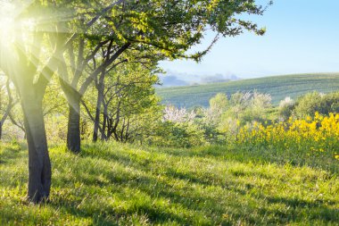 Sunny Countryside landscape at the morning clipart