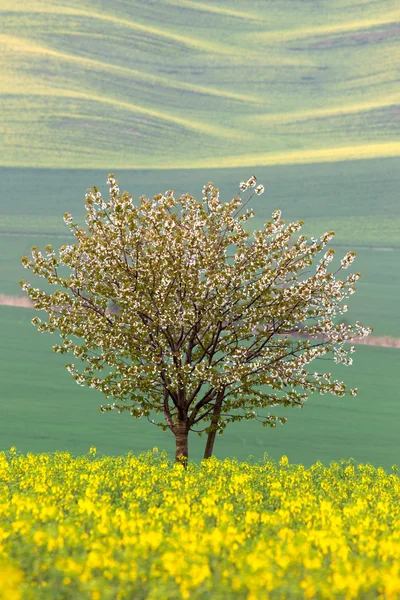 Copac înflorit peste câmpuri galbene și verzi - primăvară abstractă — Fotografie, imagine de stoc