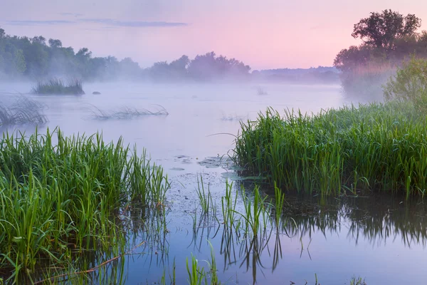 Gentle Foggy morning near the river — Stock Photo, Image