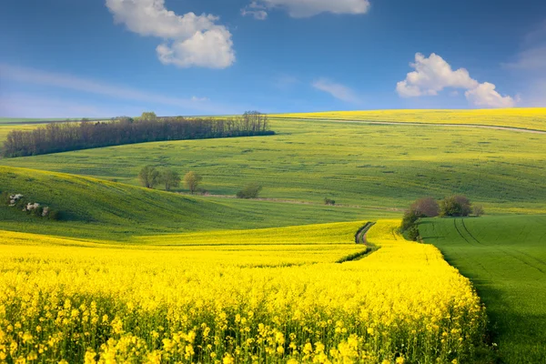 Panorama landschap van kleurrijke heuvels met blauwe hemel en wolken — Stockfoto