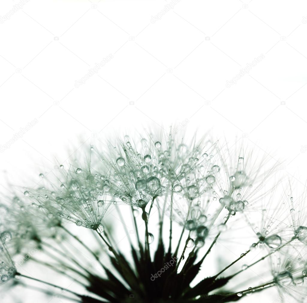 Dandelion with water drops -  silhouette on white