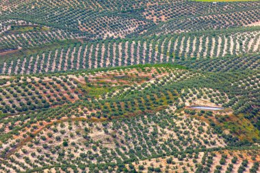 Arka plan zeytin ağaçları Ekim alanlarının, havadan görünümü