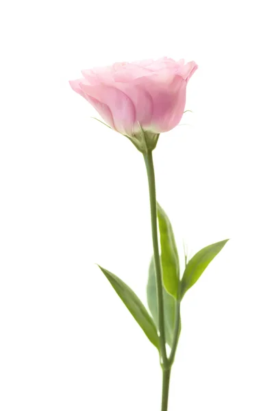 Eustoma rosa romántico aislado sobre fondo blanco — Foto de Stock