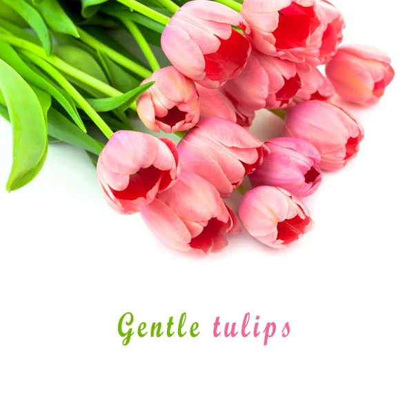Букет світлих рожевих тюльпанів з любов'ю, ізольовані — стокове фото