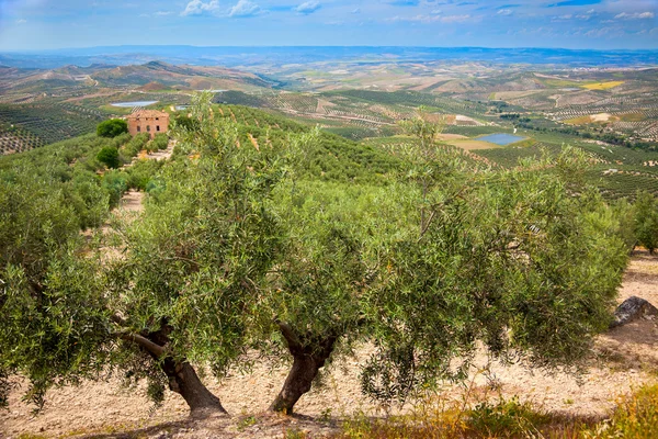 Olive Trees and Plantations Landscape — Stock Photo, Image