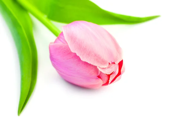 Красивый розовый тюльпан на белом фоне, нежный весенний цветок — стоковое фото