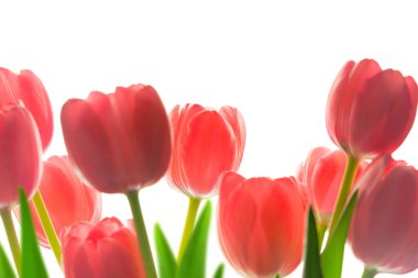 Sınır, güzel izole lale,