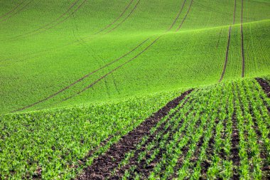Güzel Hills, arka plan pastoral yeşil alan