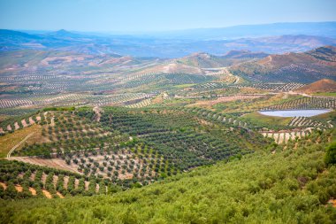 Manzara zeytin ağaçları Plantation, güzel Endülüs