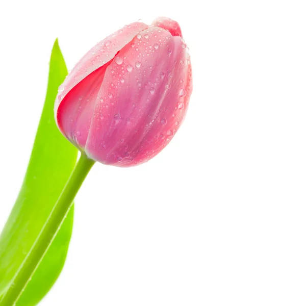 Tulipano grande fresco con gocce d'acqua isolate su bianco — Foto Stock