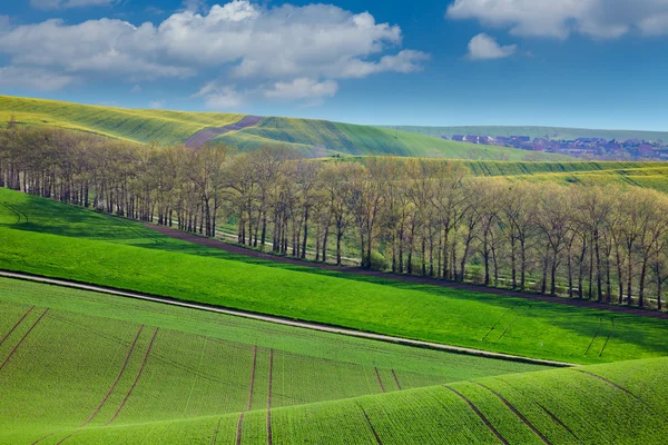Свежий пейзаж полей в сельской местности — стоковое фото