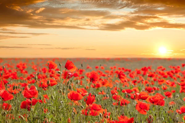 Campo de amapola al atardecer paisaje con cielo dorado — Foto de Stock