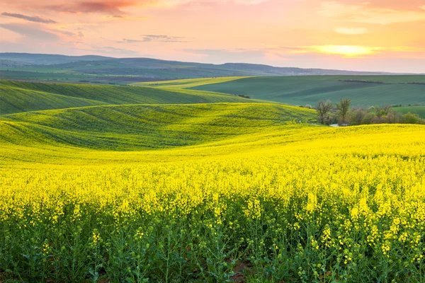 Increíble primavera paisaje fresco de campos de colores —  Fotos de Stock