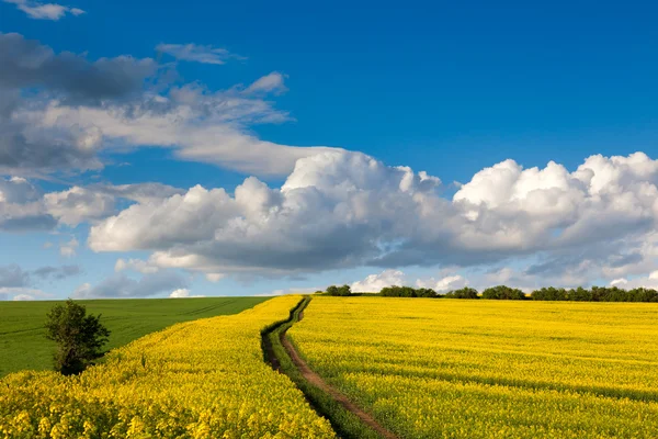 Paysage printanier de champs colorés, ciel bleu et route au sol — Photo