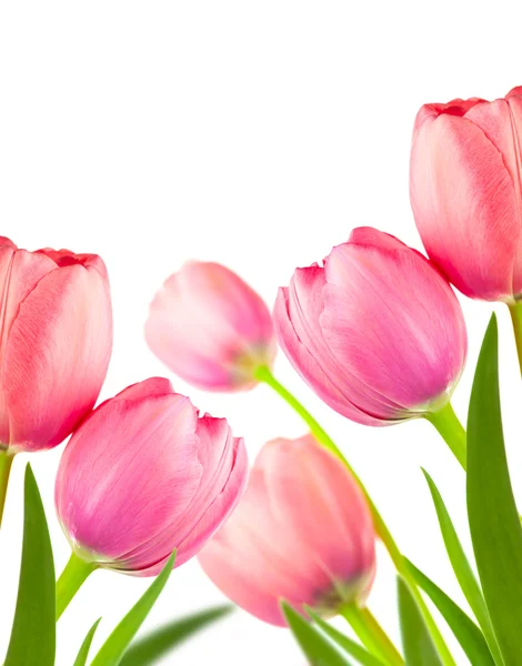 Piękna wiosna tulipany tło wakacje, na białym tle — Zdjęcie stockowe
