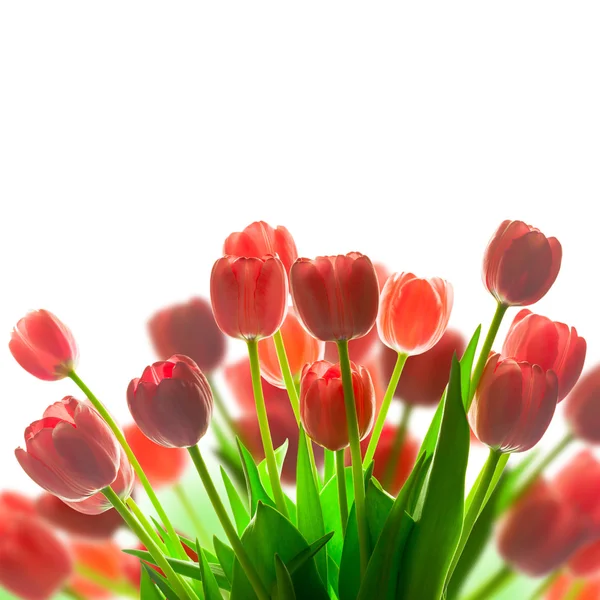 Fronteira do buquê de tulipas vermelho fresco - com fundo branco — Fotografia de Stock