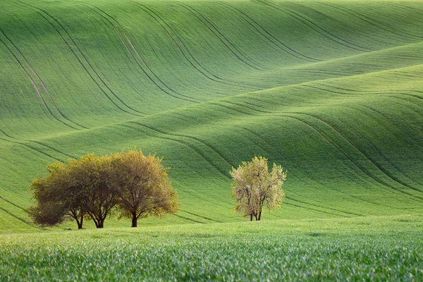 Fantastiska vågor av kullar och blossom träd - gröna landskapet — Stockfoto